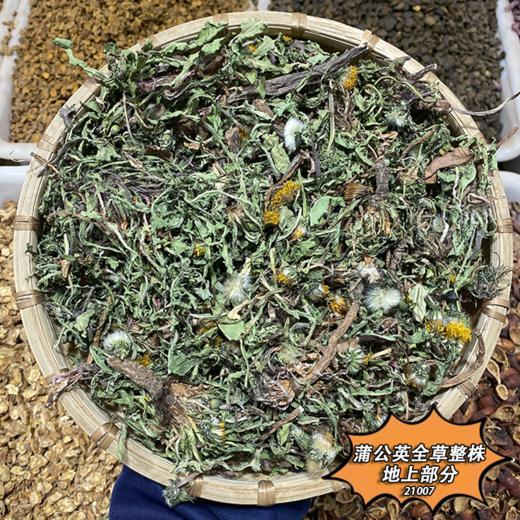 蒲公英 蒲公英草 蒲公英根  茶 商品图2