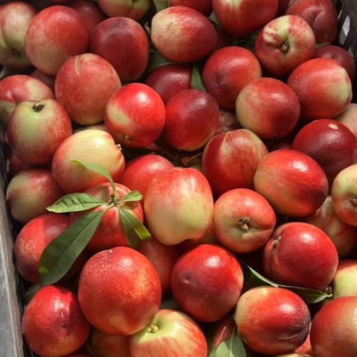 新鲜水果  时令新品郧阳区清凉寺油桃 5斤装  商品图3