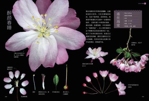《如何观察身边的花：有趣的植物解剖图鉴》 商品图6