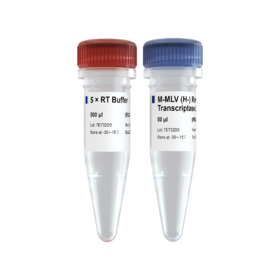 M-MLV (H-) Reverse Transcriptase