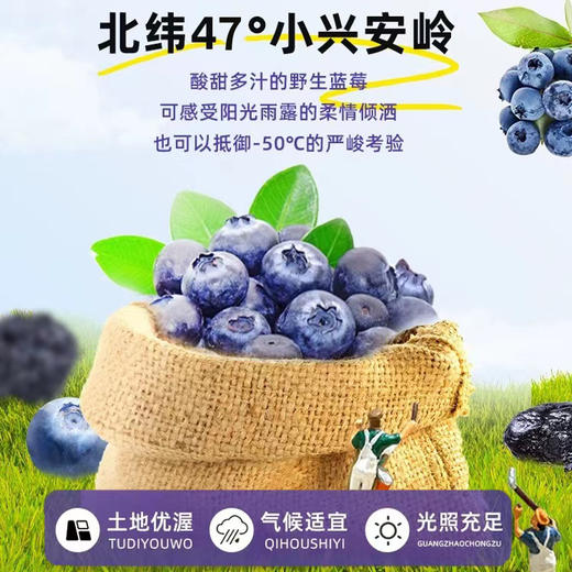 臻桦有机蓝莓果干500g袋【XPTX】 商品图3