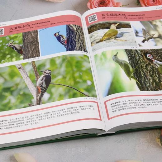 北京密云陆生野生动物 &2960 商品图1