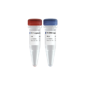 T4 DNA Ligase