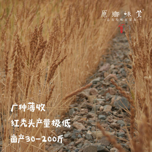红秃头生态面粉（基地直发-韵达/邮政包邮）｜5斤/袋，来自甘肃武威，生产者：陈多昌【合作生产，公平贸易】 商品图2
