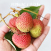 海南 妃子笑鲜荔枝 不泡水的干荔枝，孩子放心吃 商品缩略图2