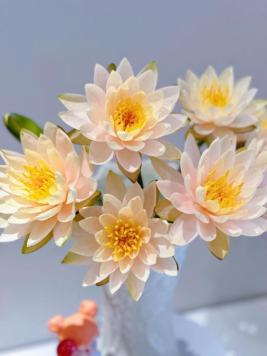 【AB级睡莲】10支/份 颜色自选 商品图7