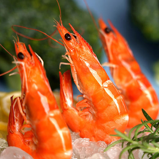 俏虾客盐田熟虾500克 商品图2