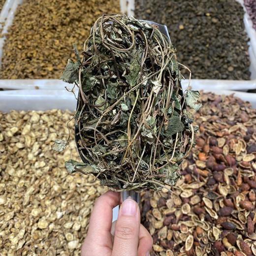 金钱草 常用规格 广金钱草 大叶金钱草 商品图5