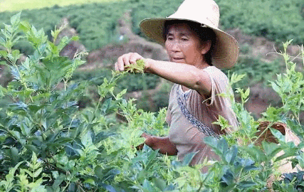 重大发现：鸡蛋与它同吃，肝干净了，眼睛明亮了，免疫力提高10倍!(建议收藏)