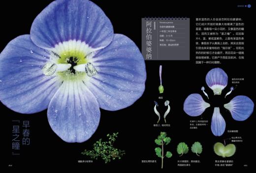 《如何观察身边的花：有趣的植物解剖图鉴》 商品图8