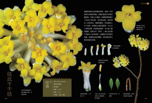 《如何观察身边的花：有趣的植物解剖图鉴》 商品图9