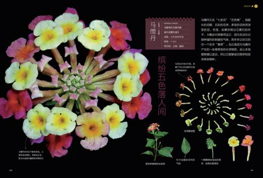 《如何观察身边的花：有趣的植物解剖图鉴》 商品图7