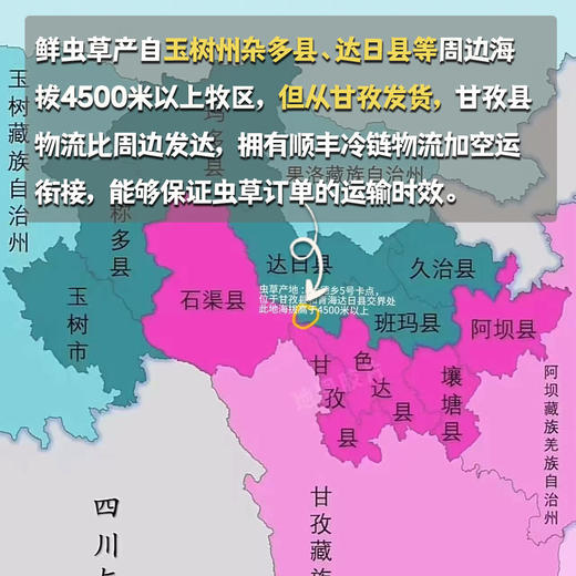 野生高海拔新鲜冬虫夏草（玉树）| 合作生产 * Yushu high altitude fresh Cordyceps sinensis | Partner Production 商品图1