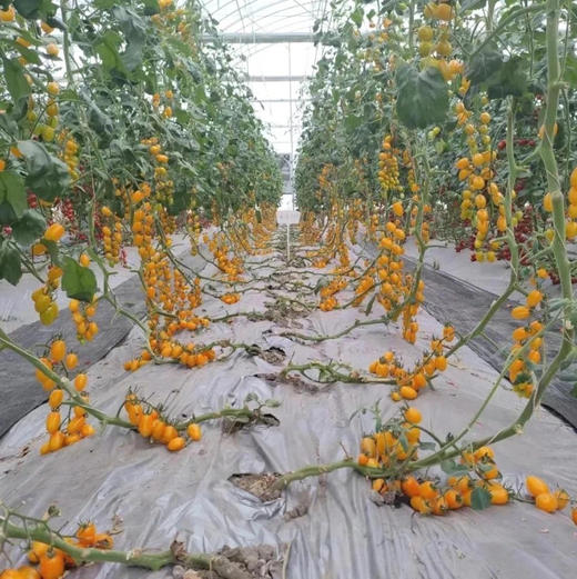 现货绿番茄西红柿小番茄新鲜2斤礼盒 商品图1