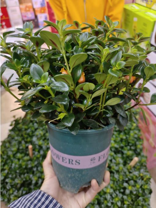 金鱼草一盆 商品图0