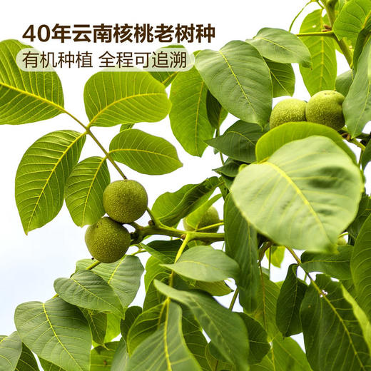 MM 山姆 Member's Mark 有机云南核桃仁 1kg 商品图3