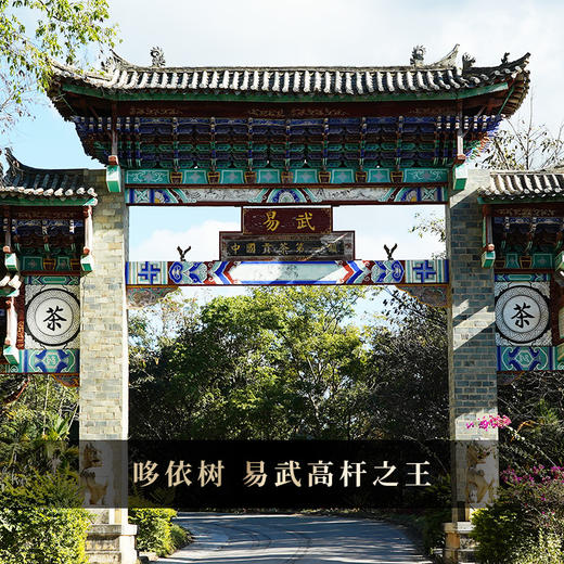 【哆依树高杆】2025年头春头采选取易武高杆之王，仅采茶王树周边八棵大高杆单采单制357g/饼 商品图8