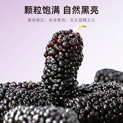 【杞里香黑桑葚干250g】头茬桑葚干，甄选桑葚干 原果烘干 果大饱满 醇香浓郁 自然清甜 泡茶水泡酒 可搭配玫瑰枸杞红枣 免洗即食桑葚 商品图5