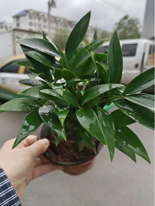 平安竹一盆 商品图0