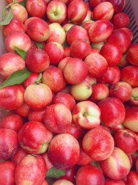 2025郧阳区 清凉寺油桃