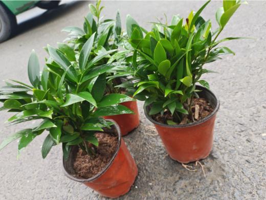 平安竹一盆 商品图1