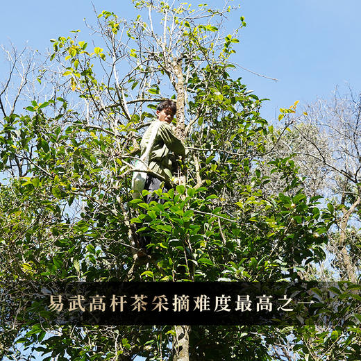【哆依树高杆】2025年头春头采选取易武高杆之王，仅采茶王树周边八棵大高杆单采单制357g/饼 商品图1
