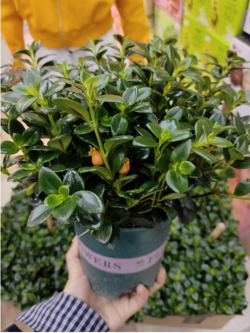 金鱼草一盆 商品图1