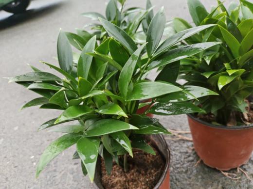 平安竹一盆 商品图3