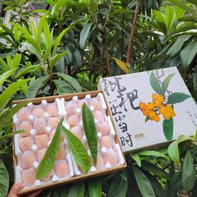 四川汉源五星枇杷3斤大果