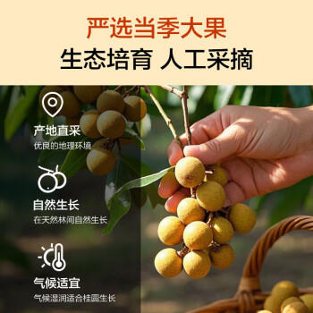 1号会员店桂圆干1kg龙眼干单果大于等于25mm核小肉厚清甜不腻 /粮油调味 /南北干货 /果茎食补干货 商品图1