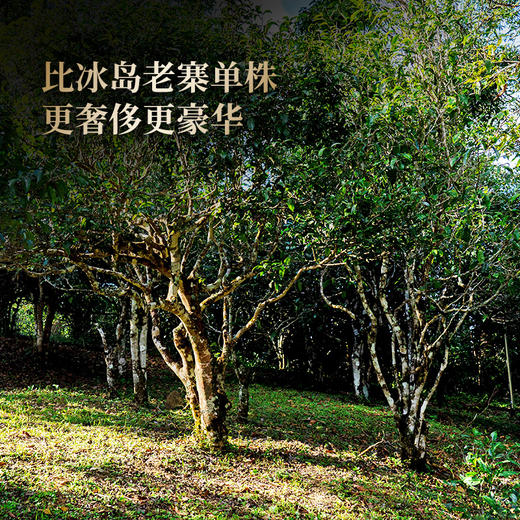 【王侯将相-奉先将军：吕布】2025年升级版傲世来袭 一芽一叶成就一片茶饼 比冰岛老寨单株更奢侈更豪华！一套内含6饼，拍5套发6套 商品图2