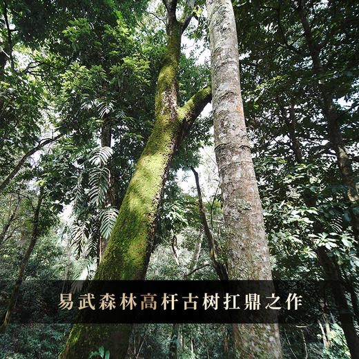 【哆依树高杆】2025年头春头采选取易武高杆之王，仅采茶王树周边八棵大高杆单采单制357g/饼 商品图9