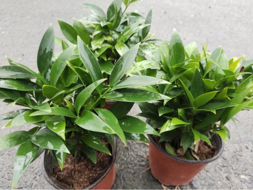 平安竹一盆 商品图2