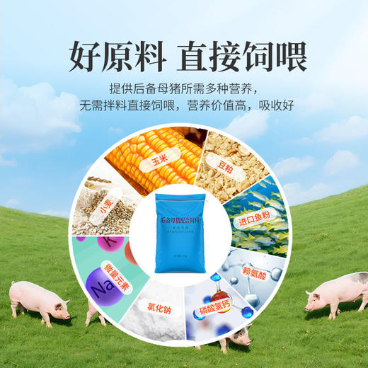 华畜后备母猪全价料补充营养促进发育提高繁殖抵抗力强高蛋白饲料 商品图4