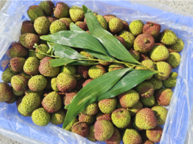 妃子笑荔枝一箱