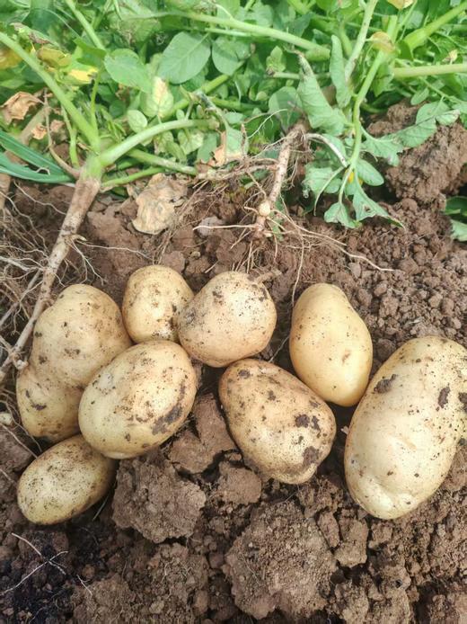 土豆、茄瓜、胡萝卜、甜菜根等、酵素蔬菜组合包 | 自然农耕、六不用种植，时令蔬菜包，各类绿叶蔬菜，小黄姜、萝卜等|| 健源 商品图6