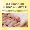 华畜怀孕母猪全价料乳腺丰满防便秘仔猪初生补充营养妊娠保健饲料 商品缩略图5