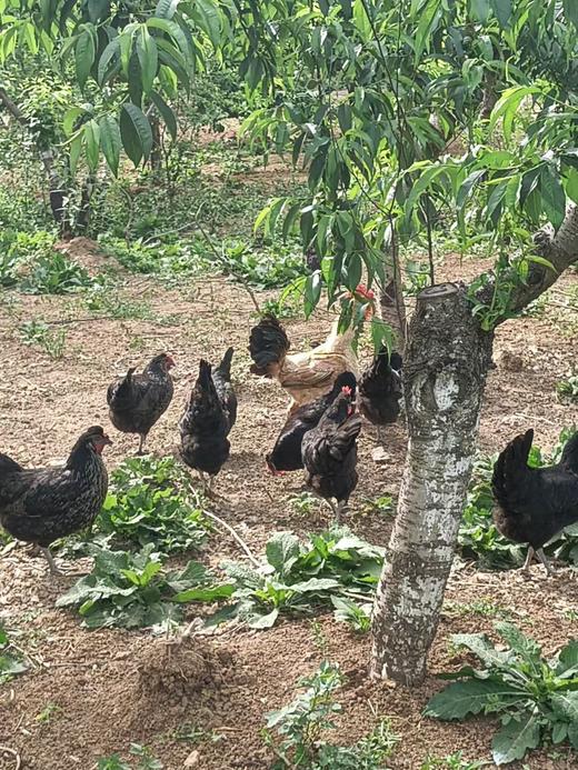 YXG土鸡蛋50枚装 商品图2