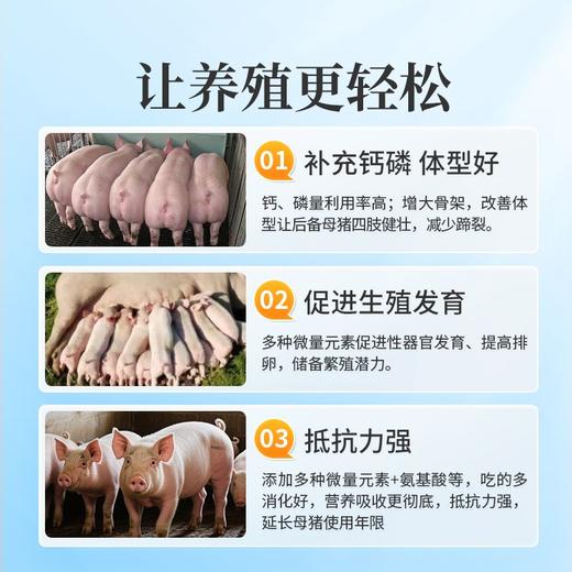 华畜后备母猪全价料补充营养促进发育提高繁殖抵抗力强高蛋白饲料 商品图5