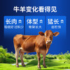 华畜肉牛羊精料催肥增重促消化吸收好增强免疫早出栏补充营养饲料 商品缩略图5