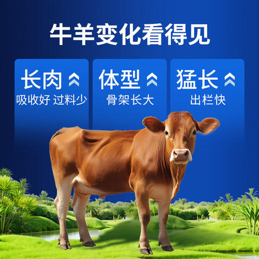 华畜肉牛羊精料催肥增重促消化吸收好增强免疫早出栏补充营养饲料 商品图5