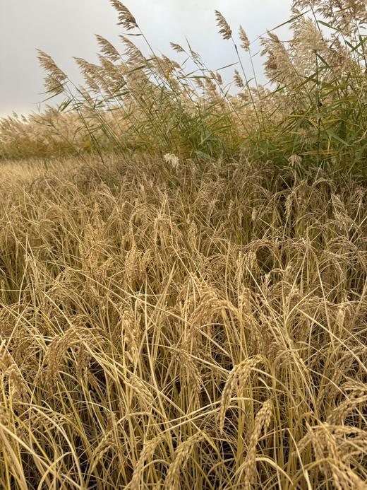 新疆羊脂籽米（玉芽种） 商品图4