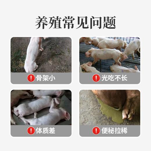 华畜育肥猪全价料催肥增重拉大骨架促进生长早出栏营养肉猪饲料 商品图1