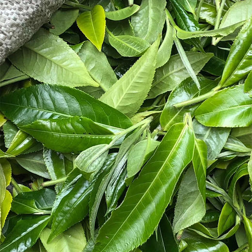 【双子塔号古茶】【5月22日19:00准时开抢！】【专柜价：1980元/片 仅限前66名VIP抢购：180元/片 ！拍5发6 拍20发25】2025年薄荷塘500-800年签约18号基地古树 铜锅炒制 商品图1