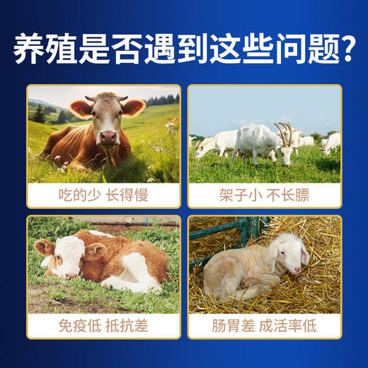 华畜肉牛羊精料催肥增重促消化吸收好增强免疫早出栏补充营养饲料 商品图3