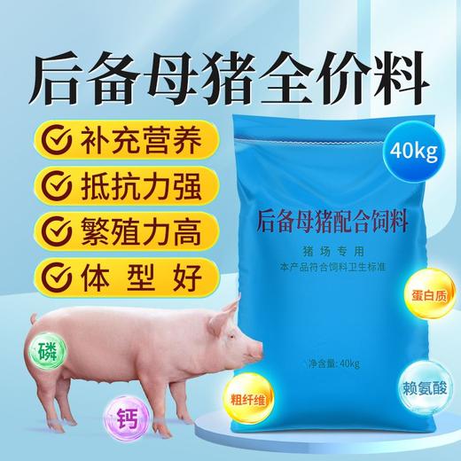华畜后备母猪全价料补充营养促进发育提高繁殖抵抗力强高蛋白饲料 商品图2