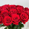 玫瑰 卡罗拉50-65公分 商品缩略图0