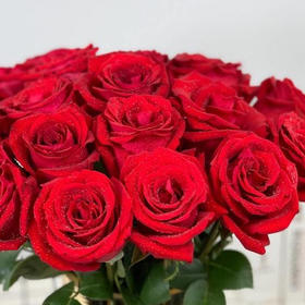 玫瑰 卡罗拉50-65公分