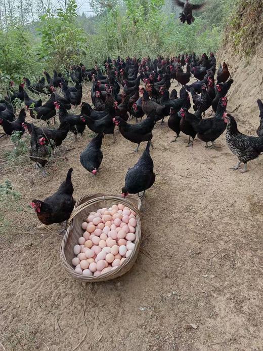 YXG土鸡蛋50枚装 商品图3