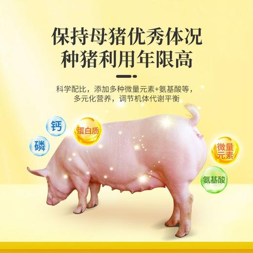 华畜怀孕母猪全价料乳腺丰满防便秘仔猪初生补充营养妊娠保健饲料 商品图4